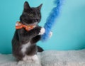 White and grey cat wearing orange and pink bow tie playing with toy portrait Royalty Free Stock Photo