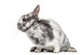 White and grey dwarf rabbit, isolated Royalty Free Stock Photo