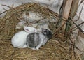 Two baby rabbits in haulm corner Royalty Free Stock Photo