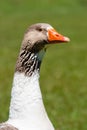 White and grey goose close portrait with the orange beak, isolated on green grass background out of focus. Royalty Free Stock Photo