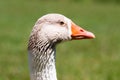 White and grey goose close portrait with the orange beak, isolated on green grass background out of focus due to shallow depth Royalty Free Stock Photo