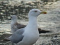 White and grey gulls