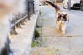 A white and grey hairy street cat walking towards the camera and looking at camera. Yellow eyes. Bokeh. Cars parked. Daytime