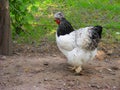 White gray hen of breed of Brama in farm Royalty Free Stock Photo