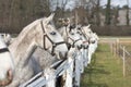 White and grey horse heads portrait in row by the fence in the horse farm.