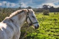 A white / grey horse tied with a rope in a field with olive trees under a cloudy sky