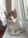 white grey kitty Bonia is sitting on the window and looking serious