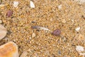 White and grey natural feather seagull on sand and pebbles background. Beach sand texture background with single feather Royalty Free Stock Photo