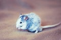 White and grey rat washing, close up. Small rat