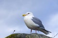 White and Grey Sea Gull with Cloudy Sky Close Up Royalty Free Stock Photo