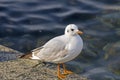 White and grey seagull Royalty Free Stock Photo