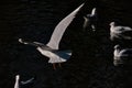 White and grey Seagull in flight Royalty Free Stock Photo