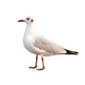 White and grey seagull isolated on white background. With clipping path Royalty Free Stock Photo