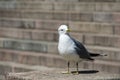 white and grey seagull on the stone steps Royalty Free Stock Photo