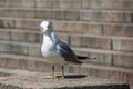 White and grey seagull on the stone steps Royalty Free Stock Photo