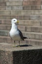 White and grey seagull on the stone steps Royalty Free Stock Photo