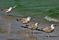 White and grey seagulls on the shore of the sea - perfect for background