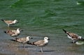 White and grey seagulls on the shore of the sea - perfect for background