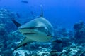 Grey shark ready to attack underwater in the blue