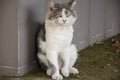 White and grey shorthair cat is resting on the asphalt and watching. Green eyed big domestic pet.  Animal on the city street Royalty Free Stock Photo