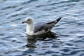 White and grey small seagull peacefully floating on restless sea at sunset Royalty Free Stock Photo