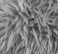 White grey soft hairy animal fur retro macro closeup texture background Royalty Free Stock Photo