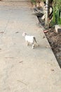 White grey stray tabby cat walks on sand