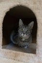 A White and grey tabby cat sitting and hiding in a safe spot in a scratching post looking at the camera Royalty Free Stock Photo