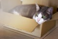 White grey tabby domestic cat with green eyes in cardboard box on floor at home. difficulties moving with animals concept. lonely