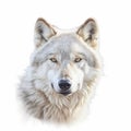 White Grey Wolf Close-up Digital Painting On White Background In 8k Resolution Royalty Free Stock Photo