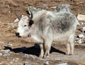 White and grey yak - Nepal himalayas, Mountains animal Royalty Free Stock Photo