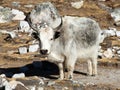 White and grey yak - Nepal himalayas, Mountains animal Royalty Free Stock Photo