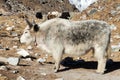 White and grey yak - Nepal himalayas, Mountains animal Royalty Free Stock Photo