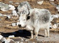White and grey yak, Nepal himalayas Mountains animal Royalty Free Stock Photo