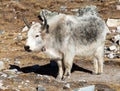 White and grey yak, Nepal himalayas Mountains animal Royalty Free Stock Photo