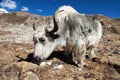 White and grey yak