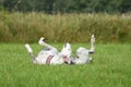 White greyhound rolling around in the grass Royalty Free Stock Photo