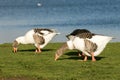 A group of Greylag Geese