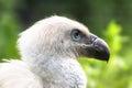 White Griffon Vulture bird close up profile portrait. White Eurasian Griffon Vulture Gyps fulvus with trees forest out of focus