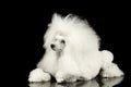 White Groomed Poodle Dog Lying Isolated on Black Background