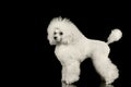 White Groomed Poodle Dog Standing Isolated on Black Background Royalty Free Stock Photo