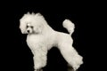 White Groomed Poodle Dog Standing Isolated on Black Background