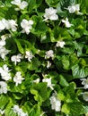 White groundcover flowers with bright green leaves. background