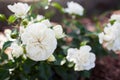 White groundcover rose Snow Ballet blooming in summer garden. Little shrub blossoms covered with double flowers