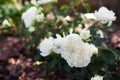 White groundcover rose Snow Ballet blooming in summer garden. Little shrub blossoms covered with double flowers