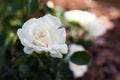 White groundcover rose Snow Ballet blooming in summer garden. Little shrub blossoms covered with double flowers