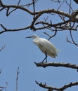 Egret Heron bird family Royalty Free Stock Photo