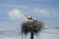 White grown-up stork chicks in the nest. Royalty Free Stock Photo