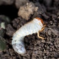 White grub of cockchafer Royalty Free Stock Photo