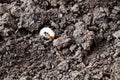 White grub of cockchafer Royalty Free Stock Photo